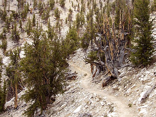 Ancient Bristlecone Pine Forest